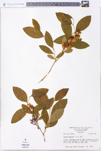 Lyonia mariana image