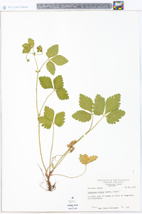 Potentilla indica image