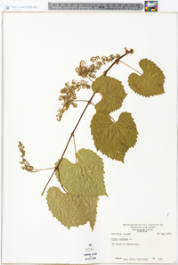 Vitis vulpina image