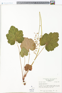 Heuchera americana image