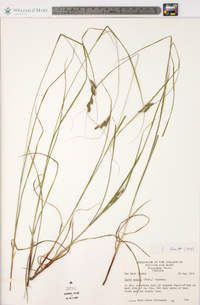 Carex swanii image