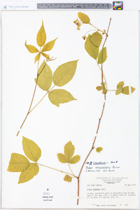 Rubus flagellaris image