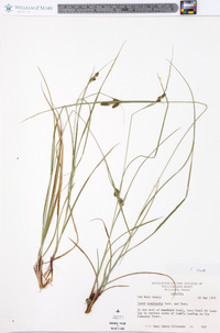 Carex complanata image