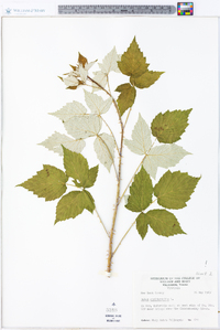 Rubus occidentalis image