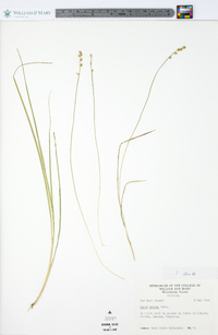 Carex seorsa image