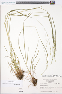 Festuca subverticillata image