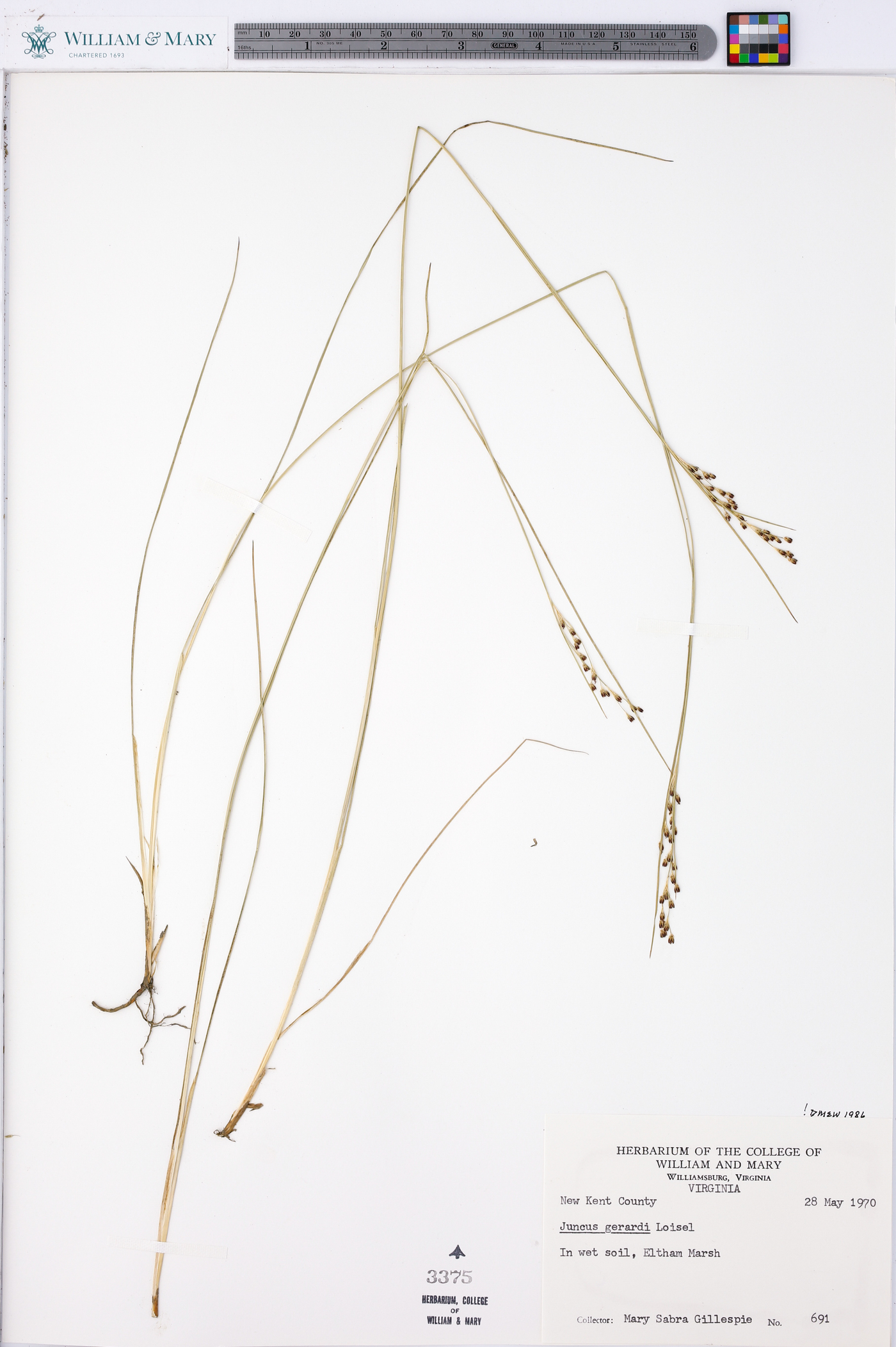 Juncus gerardii image