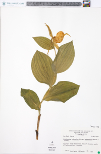 Cypripedium parviflorum var. pubescens image