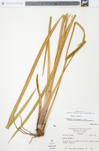 Acorus calamus image