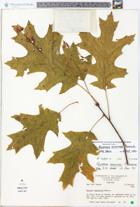 Quercus coccinea image