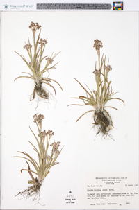 Luzula bulbosa image