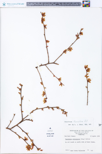 Vaccinium fuscatum image