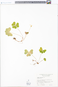 Oxalis montana image