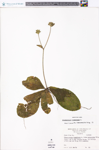 Elephantopus tomentosus image