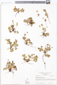 Potentilla canadensis image