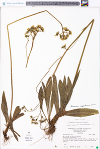 Hieracium caespitosum image