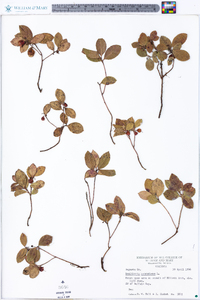 Gaultheria procumbens image