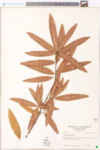 Quercus phellos image