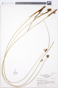 Juncus coriaceus image