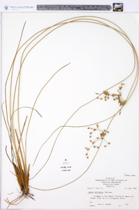 Juncus coriaceus image