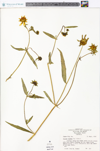 Bidens laevis image