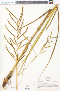 Spartina cynosuroides image