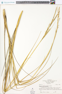 Spartina alterniflora image