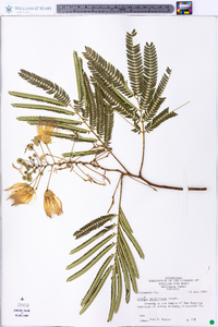 Albizia julibrissin image