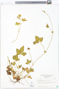 Potentilla indica image