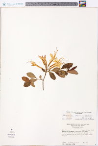 Rhododendron atlanticum image