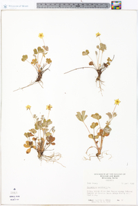 Potentilla canadensis image