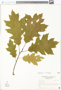 Quercus rubra var. rubra image