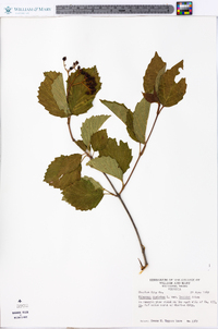 Viburnum dentatum var. lucidum image