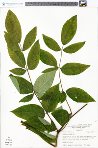 Aralia spinosa image