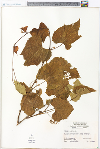 Vitis vulpina image