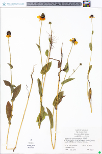 Rudbeckia amplexicaulis image