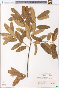 Quercus incana image