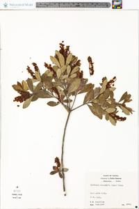 Cliftonia monophylla image