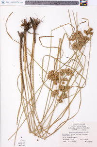 Cyperus pseudovegetus image