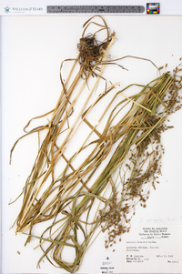 Scirpus pendulus image