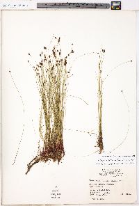 Eleocharis tenuis var. verrucosa image