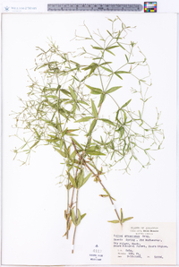 Galium arkansanum image