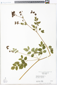 Thalictrum amphibolum image