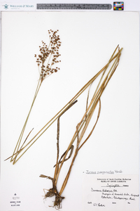 Juncus biflorus image