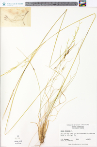 Stipa avenacea image