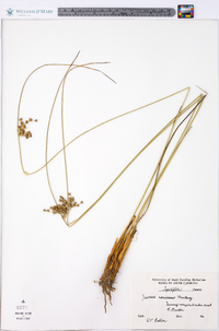 Juncus coriaceus image