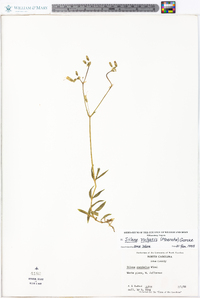 Silene vulgaris image