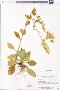 Solidago bicolor image