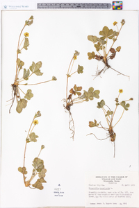 Potentilla canadensis image