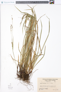 Carex oxylepis image